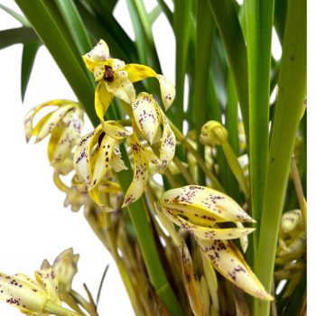 Maxillaria picta (virágzóképes)