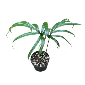 Amydrium zippelianum (Inplanted)