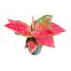 Aglaonema 'Very Red Valentine'