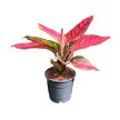 Aglaonema 'Very Red Valentine'