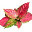 Aglaonema 'Very Red Valentine'