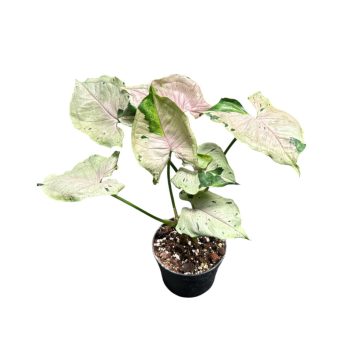 Syngonium podophyllum 'Green Splash' (Inplanted)
