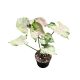 Syngonium podophyllum 'Green Splash' (Inplanted)