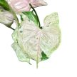 Syngonium podophyllum 'Green Splash' (Inplanted)