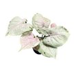 Syngonium podophyllum 'Green Splash' (Inplanted)