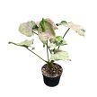 Syngonium podophyllum 'Green Splash' (Inplanted)