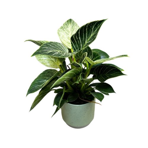 Philodendron 'Birkin'