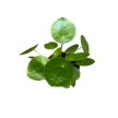 Pilea peperomioides mini