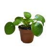 Pilea peperomioides mini