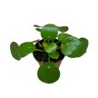 Pilea peperomioides mini