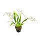 Oncidium 'Tiny Twinkle' piros (virágzóképes)