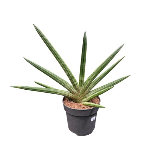 Sansevieria cylindrica 'Tiara Platinum'