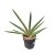 Sansevieria cylindrica 'Tiara Platinum'