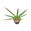Sansevieria cylindrica 'Tiara Platinum'