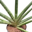 Sansevieria cylindrica 'Tiara Platinum'