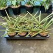 Sansevieria cylindrica 'Tiara Platinum'