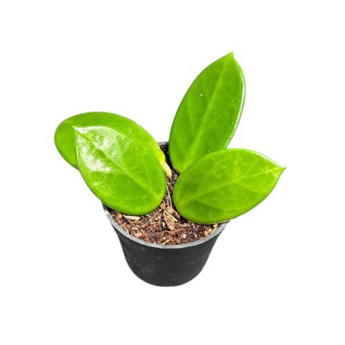 Hoya vangviengiensis (Inplanted)