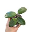 Hoya vangviengiensis (Inplanted)