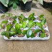 Hoya vangviengiensis (Inplanted)