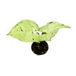 Syngonium podophyllum 'Freckles' mini (Inplanted)
