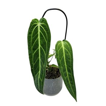 Anthurium warocqueanum