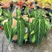 Anthurium warocqueanum