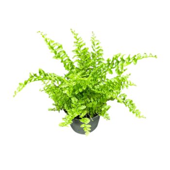 Nephrolepis exaltata 'Fluffy Ruffles'