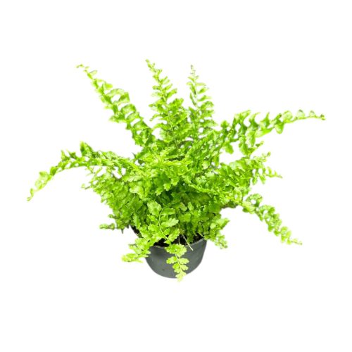 Nephrolepis exaltata 'Fluffy Ruffles'