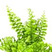 Nephrolepis exaltata 'Fluffy Ruffles'