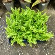 Nephrolepis exaltata 'Fluffy Ruffles'