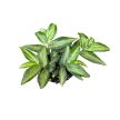 Pellionia repens (Inplanted)