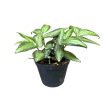 Pellionia repens (Inplanted)