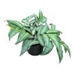 Pellionia repens (Inplanted)