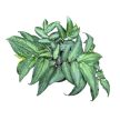 Pellionia repens (Inplanted)
