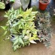 Pellionia repens (Inplanted)