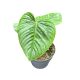 Philodendron sodiroi (Inplanted)