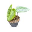 Philodendron sodiroi (Inplanted)