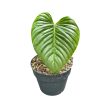 Philodendron sodiroi (Inplanted)