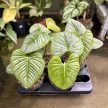 Philodendron sodiroi (Inplanted)