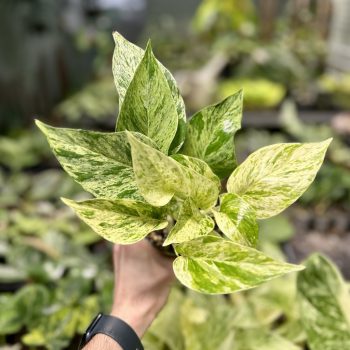   Epipremnum aureum 'Marble Queen' extra (Grower's Select)
