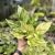 Epipremnum aureum 'Marble Queen' extra (Grower's Select)
