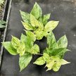 Epipremnum aureum 'Marble Queen' extra (Grower's Select)