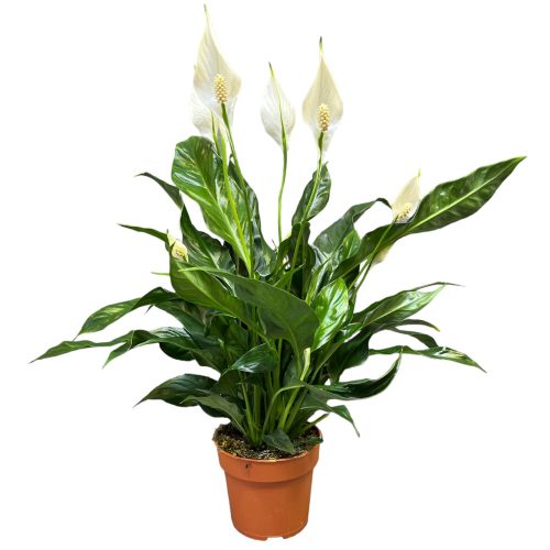 Spathiphyllum 'Sweet Curiosa' (virágzóképes)