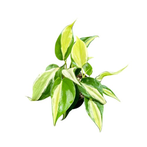 Philodendron hederaceum var. oxycardium 'Rio' (Inplanted) 8 cm