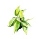Philodendron hederaceum var. oxycardium 'Rio' (Inplanted) 8 cm