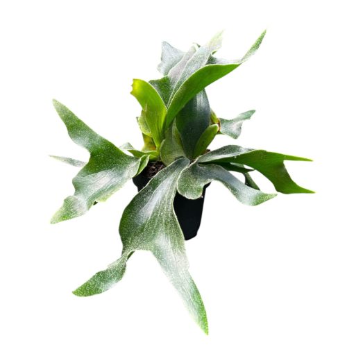 Platycerium bifurcatum