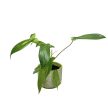 Philodendron 'Florida Green' A2 (Inplanted)