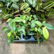 Philodendron 'Florida Green' A2 (Inplanted)