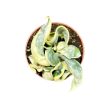 Hoya compacta 'Variegata'