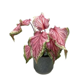 Caladium 'Sweetheart'